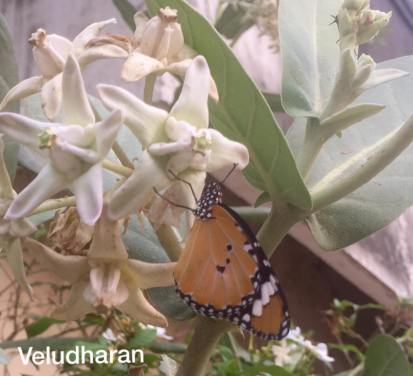 12957528_1059262994130284_4126823918885392624_o